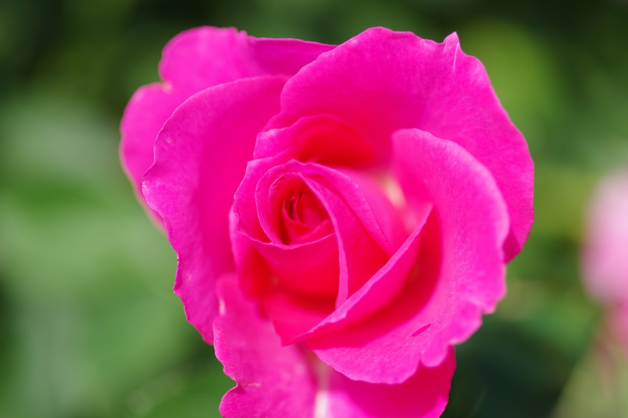 栃木県足利市のあしかがフラワーパークの花々
