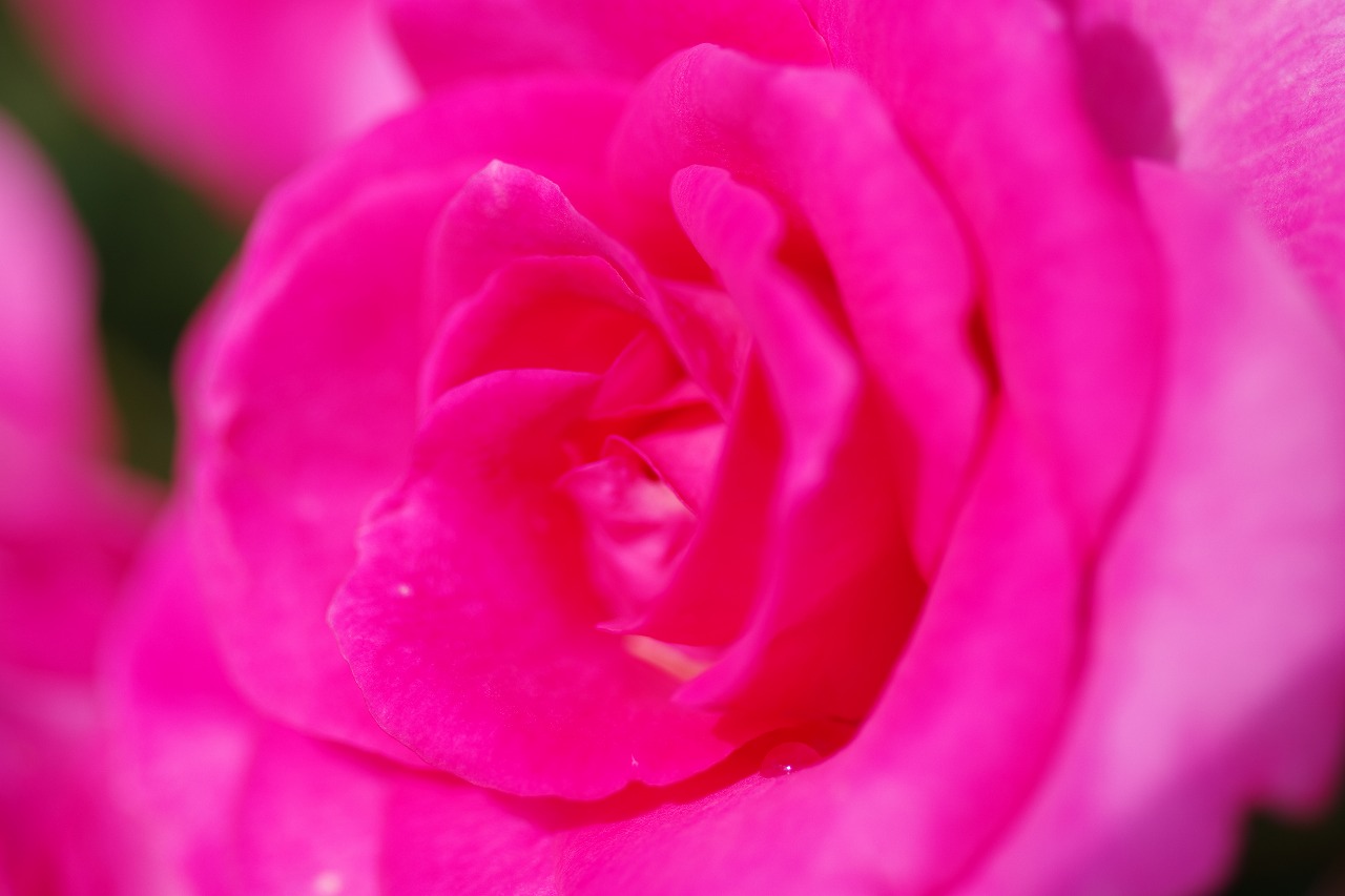 栃木県足利市のあしかがフラワーパークの花々
