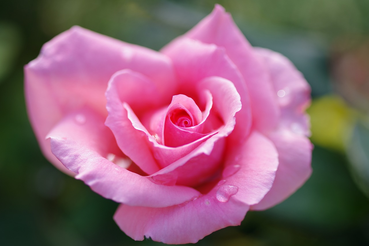 栃木県足利市のあしかがフラワーパークの花々
