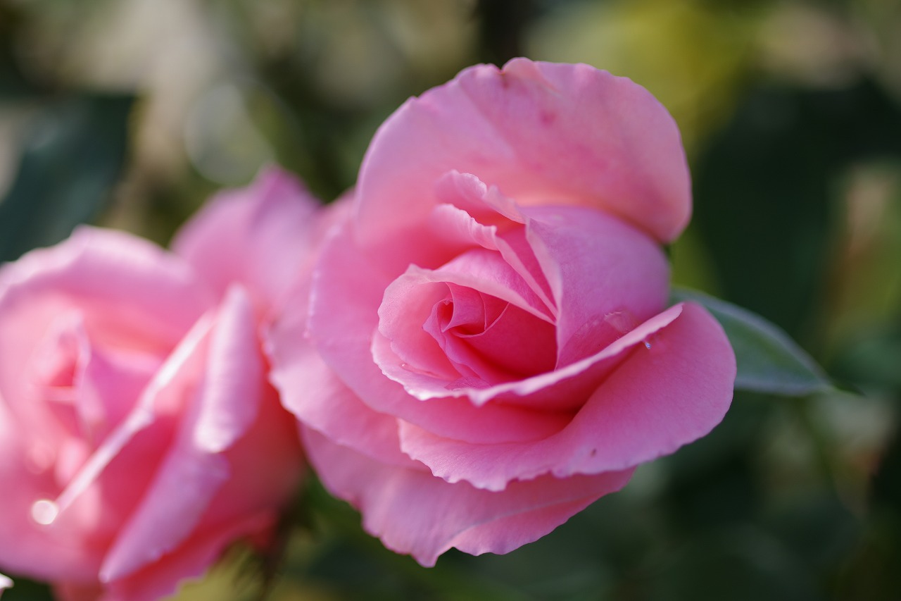 栃木県足利市のあしかがフラワーパークの花々
