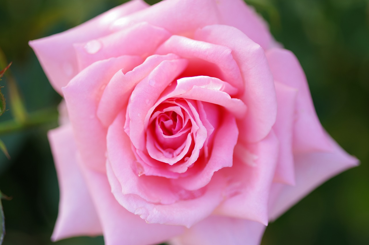 栃木県足利市のあしかがフラワーパークの花々
