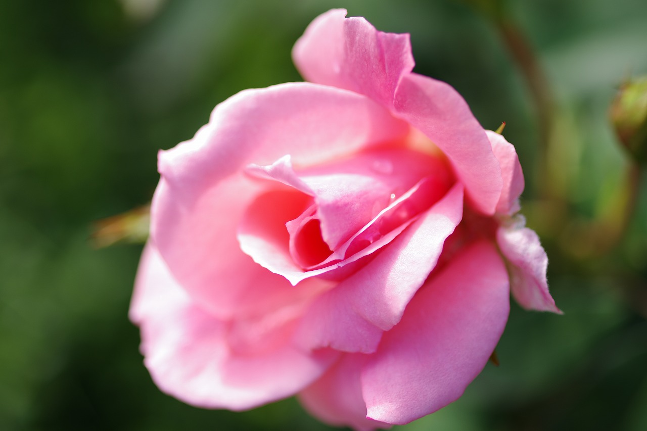 栃木県足利市のあしかがフラワーパークの花々
