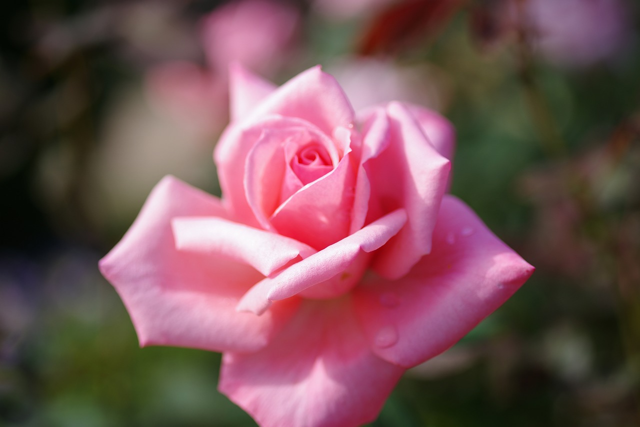 栃木県足利市のあしかがフラワーパークの花々
