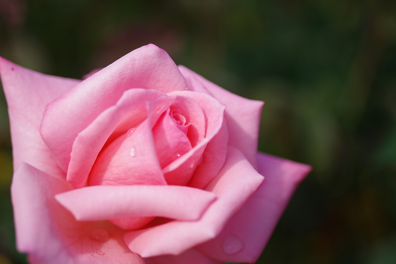 栃木県足利市のあしかがフラワーパークの花々
