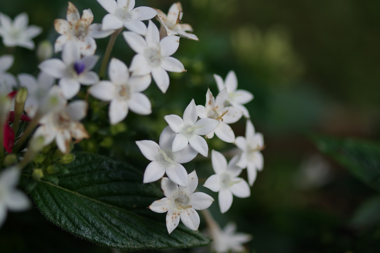 栃木県足利市のあしかがフラワーパークの花々
