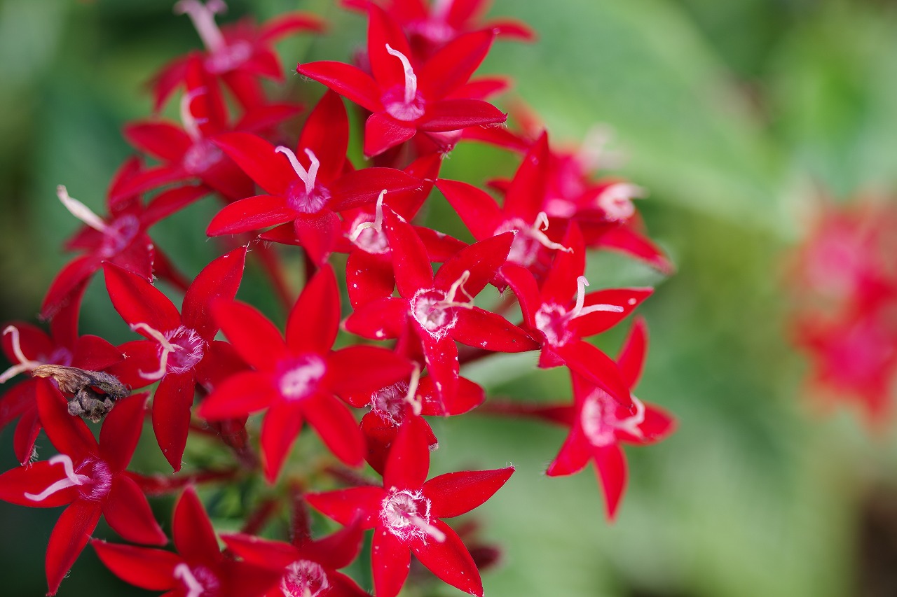 栃木県足利市のあしかがフラワーパークの花々

