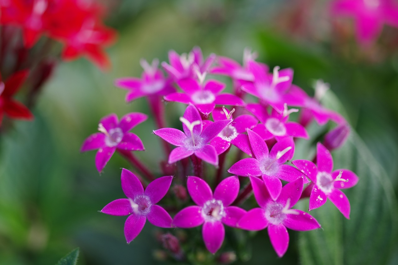 栃木県足利市のあしかがフラワーパークの花々
