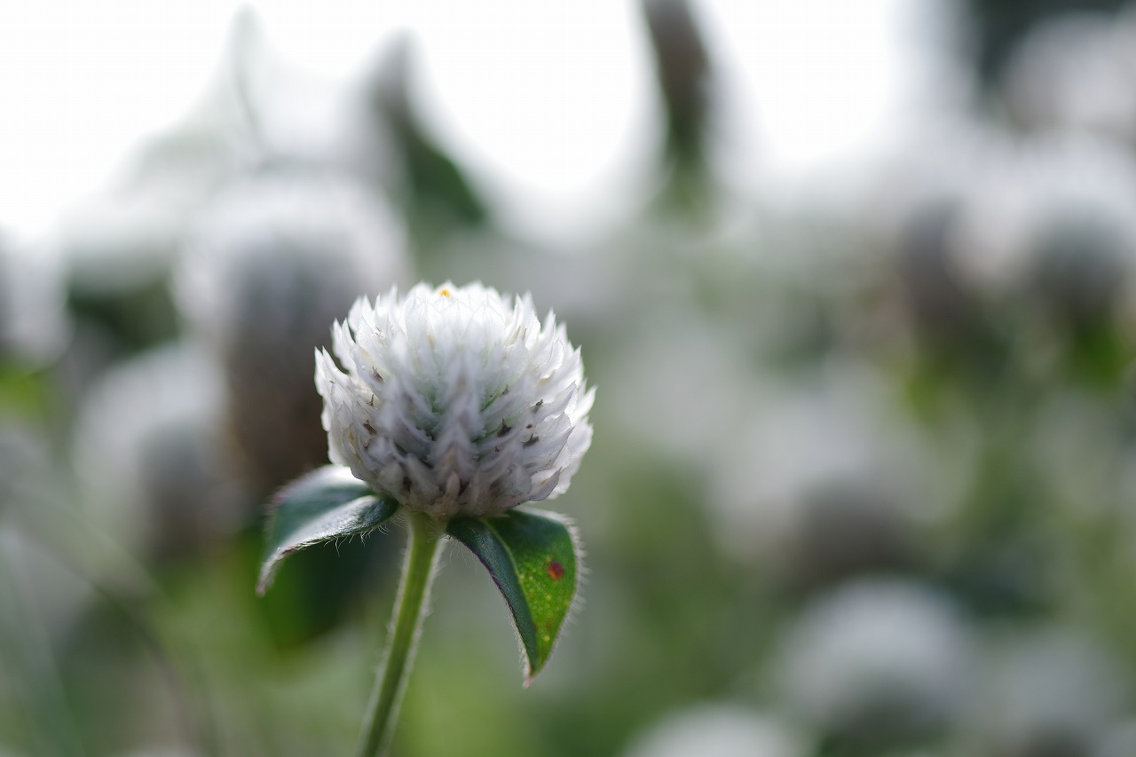 栃木県足利市のあしかがフラワーパークの花々
