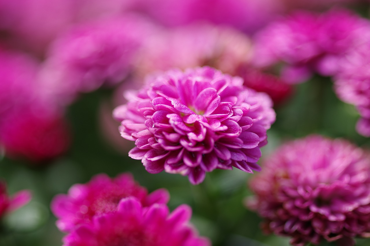 栃木県足利市のあしかがフラワーパークの花々
