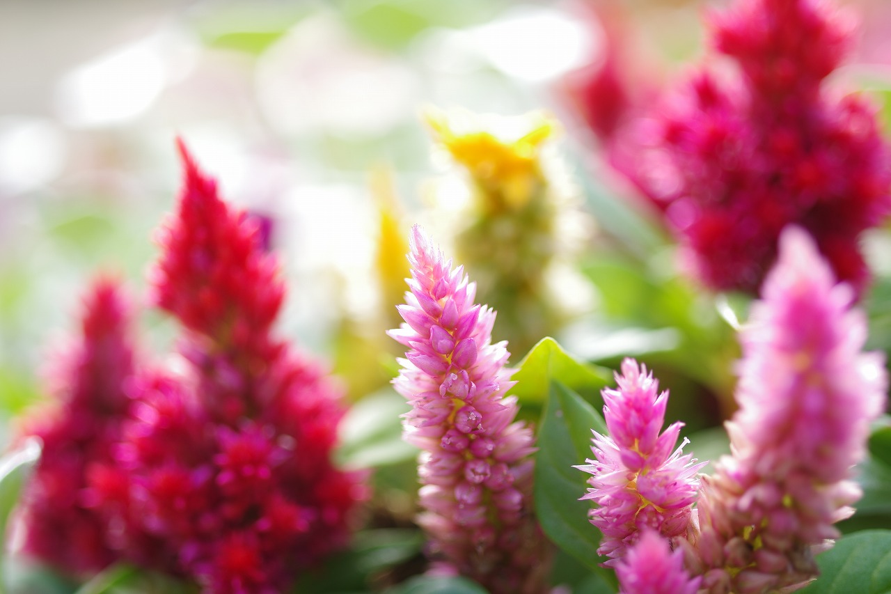 栃木県足利市のあしかがフラワーパークの花々

