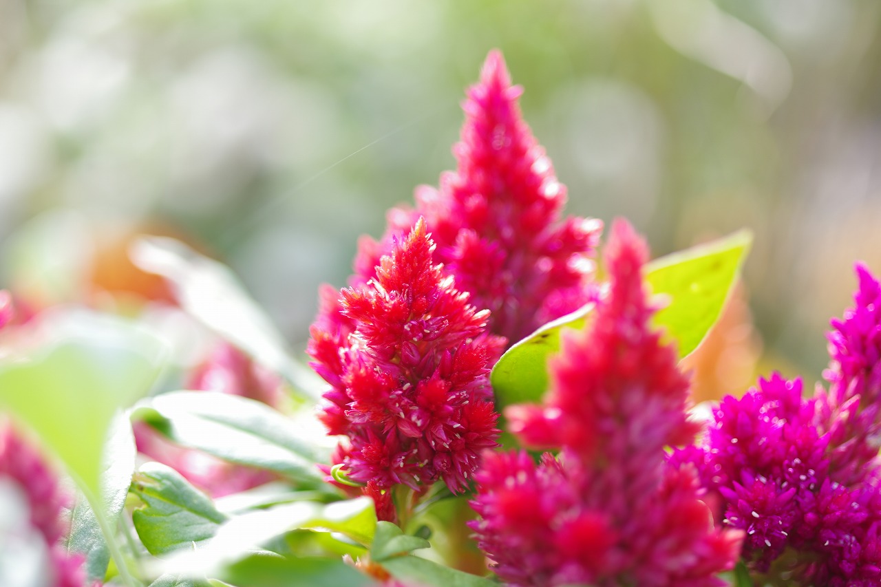 栃木県足利市のあしかがフラワーパークの花々
