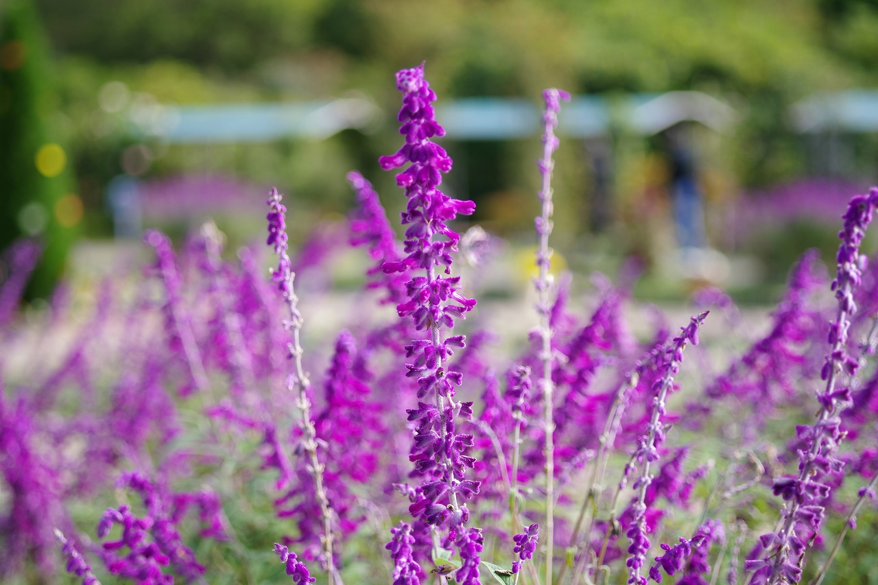 栃木県足利市のあしかがフラワーパークの花々
