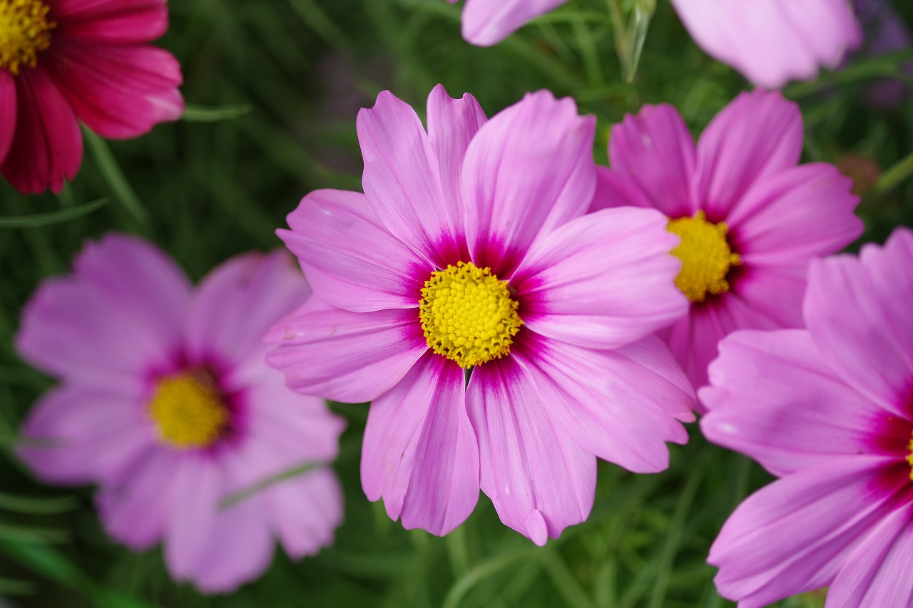 栃木県足利市のあしかがフラワーパークの花々
