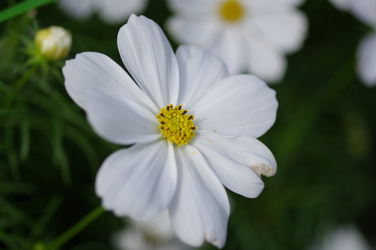 栃木県足利市のあしかがフラワーパークの花々
