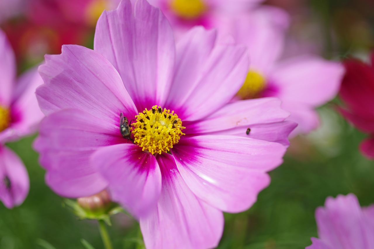 栃木県足利市のあしかがフラワーパークの花々
