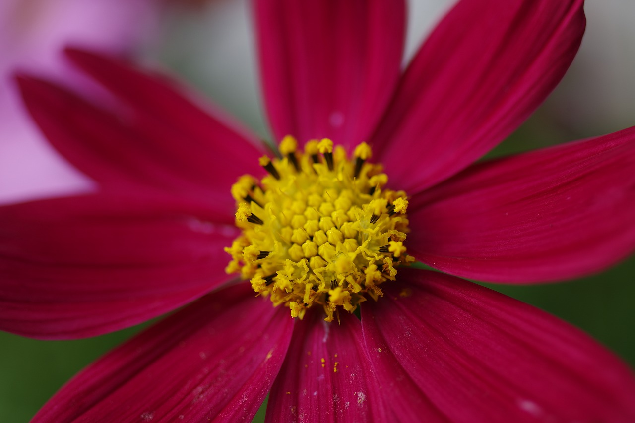 栃木県足利市のあしかがフラワーパークの花々
