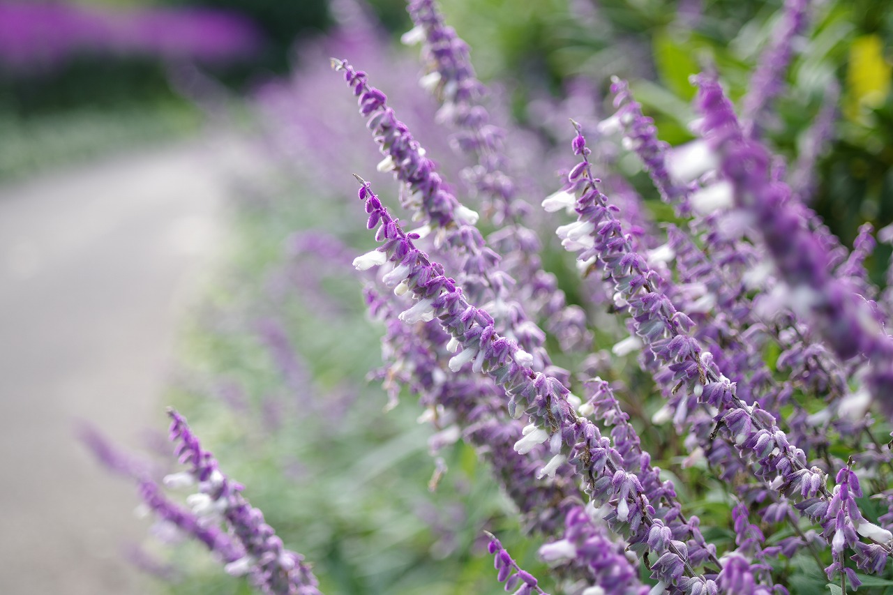 栃木県足利市のあしかがフラワーパークの花々
