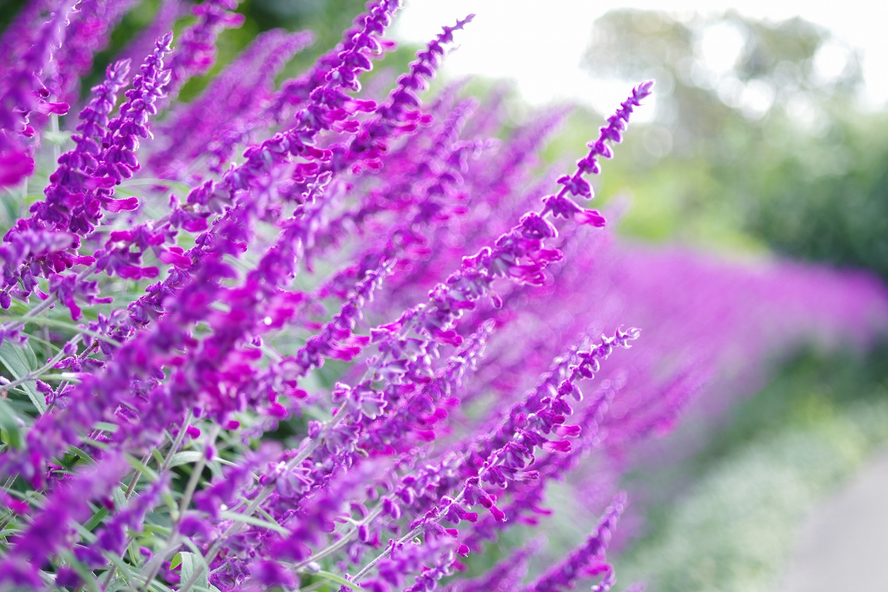 栃木県足利市のあしかがフラワーパークの花々
