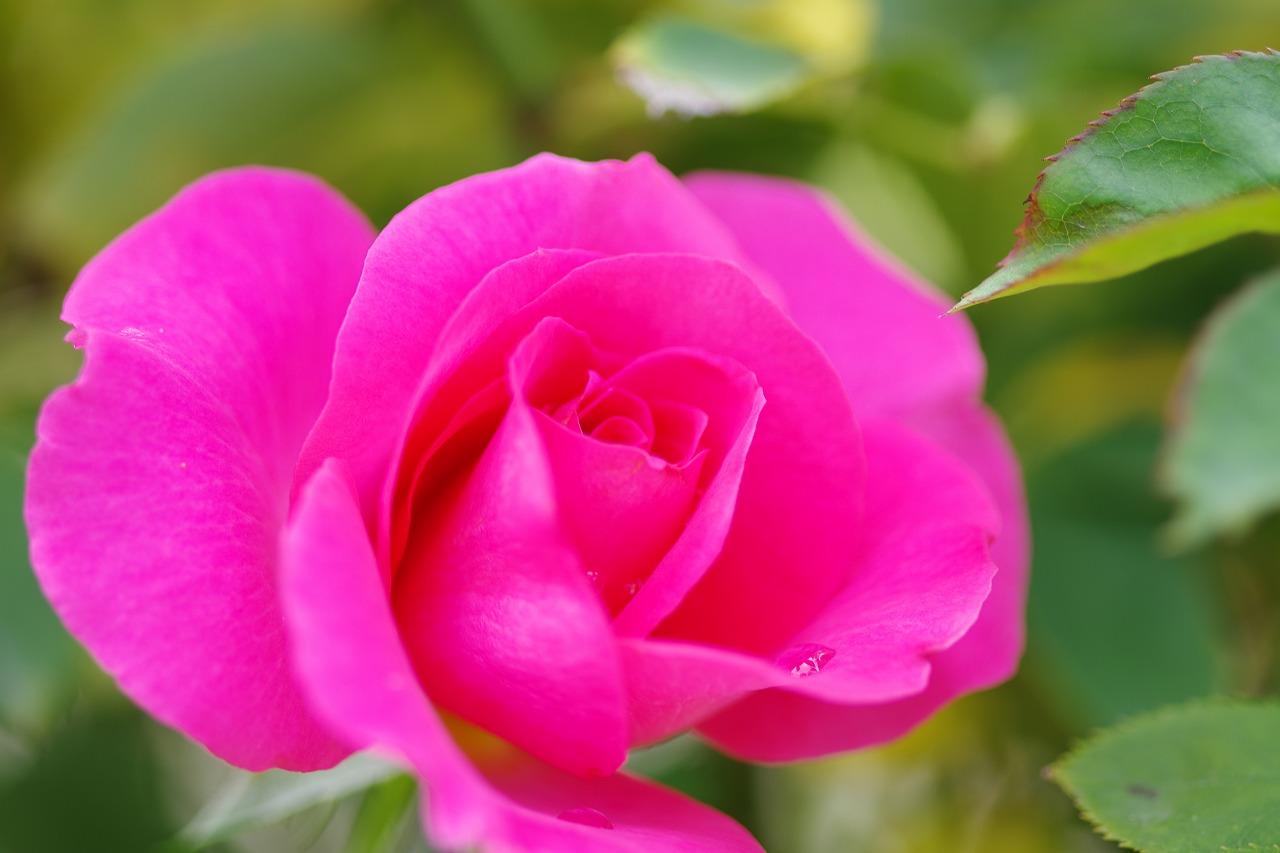栃木県足利市のあしかがフラワーパークの花々
