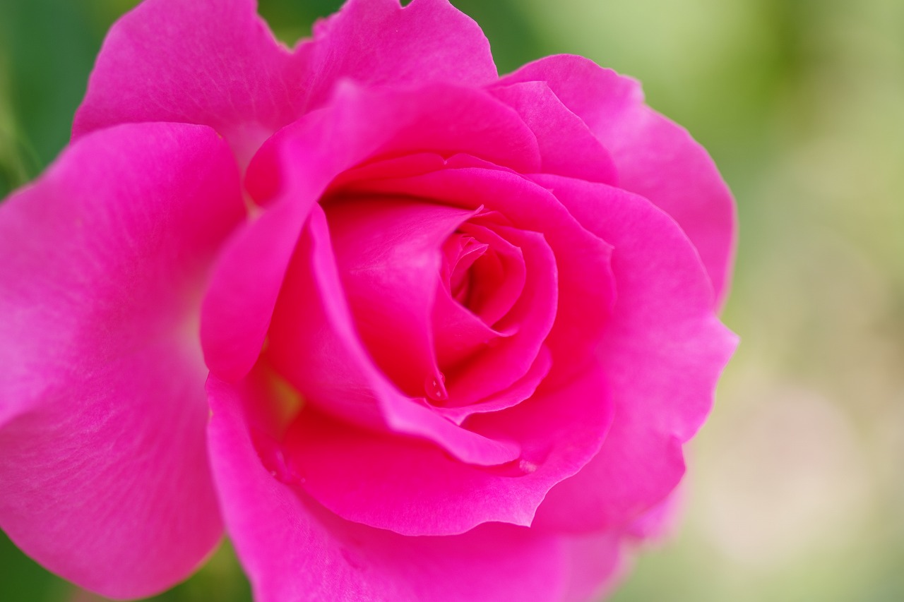 栃木県足利市のあしかがフラワーパークの花々
