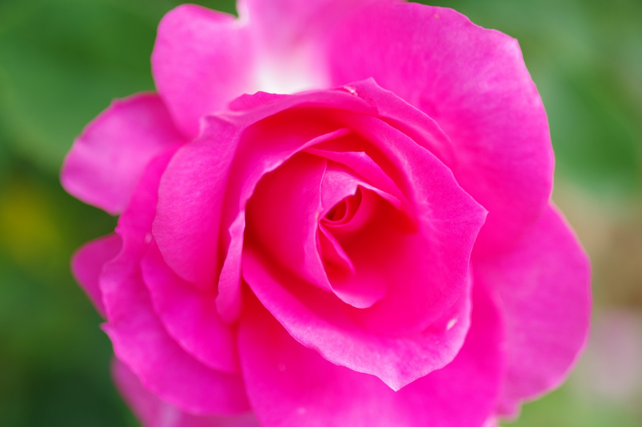 栃木県足利市のあしかがフラワーパークの花々
