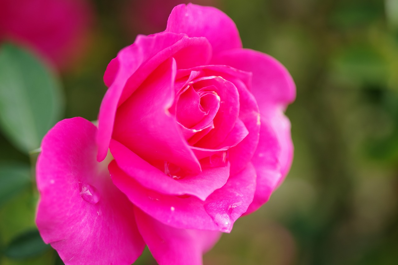 栃木県足利市のあしかがフラワーパークの花々
