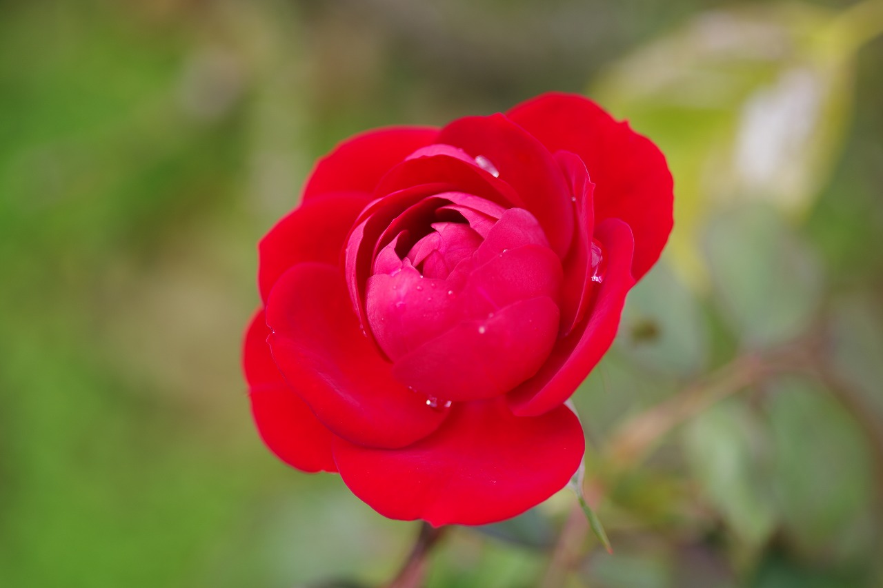 栃木県足利市のあしかがフラワーパークの花々
