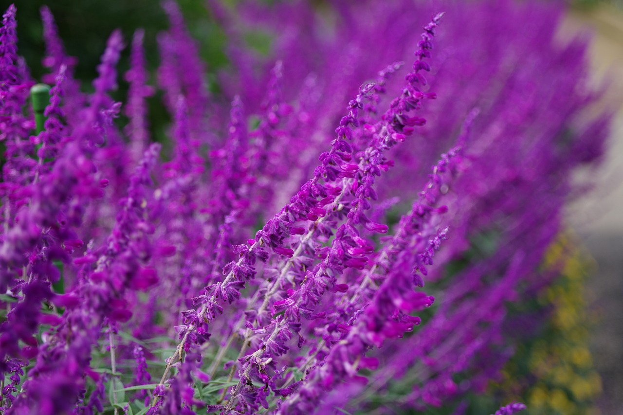 栃木県足利市のあしかがフラワーパークの花々
