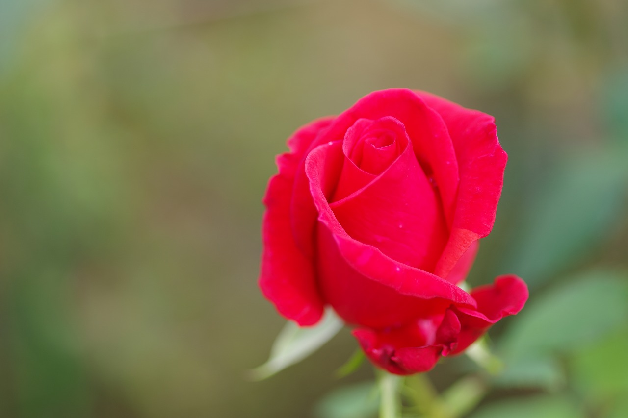 栃木県足利市のあしかがフラワーパークの花々
