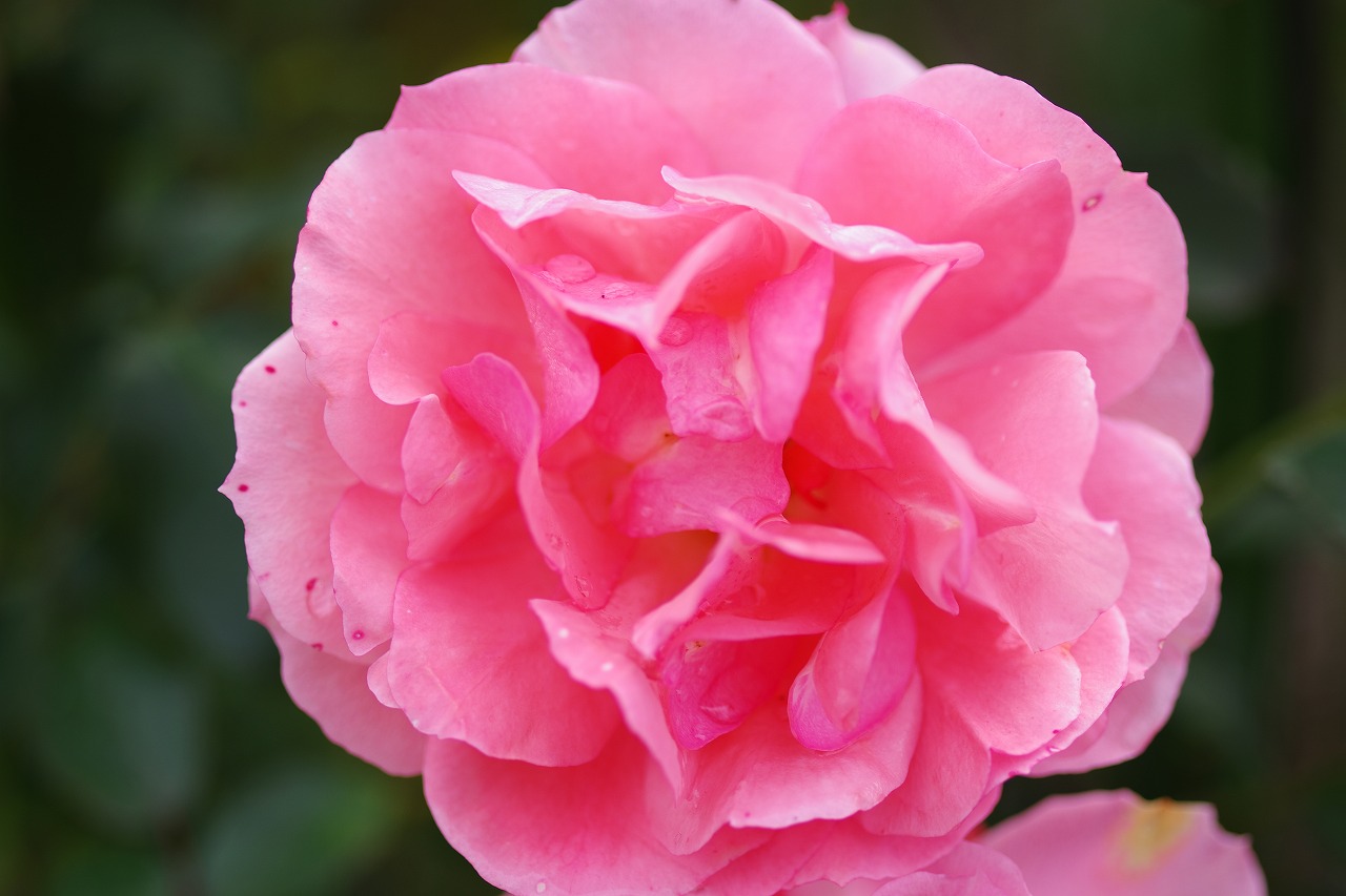栃木県足利市のあしかがフラワーパークの花々
