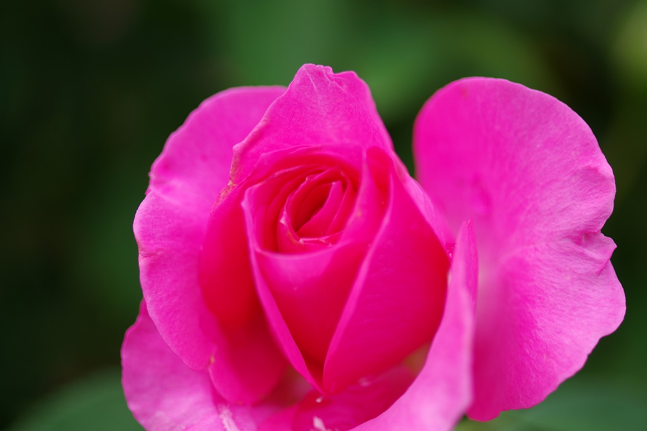 栃木県足利市のあしかがフラワーパークの花々
