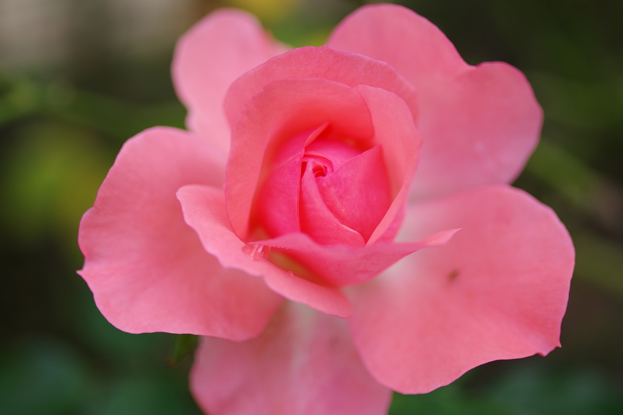 栃木県足利市のあしかがフラワーパークの花々
