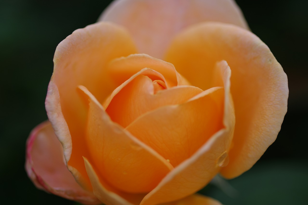 栃木県足利市のあしかがフラワーパークの花々

