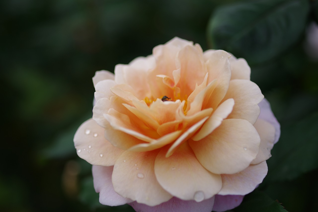 栃木県足利市のあしかがフラワーパークの花々
