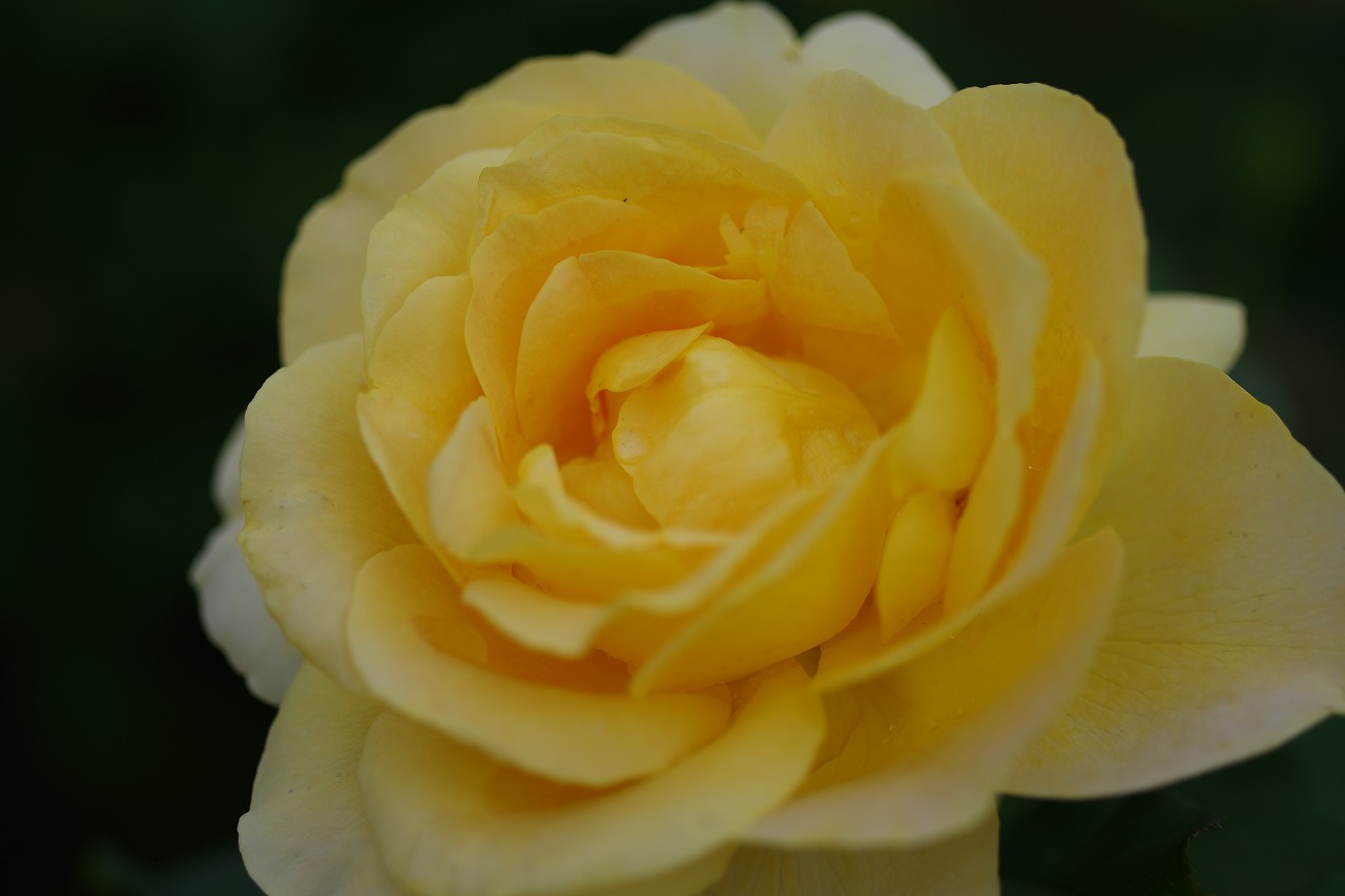 栃木県足利市のあしかがフラワーパークの花々
