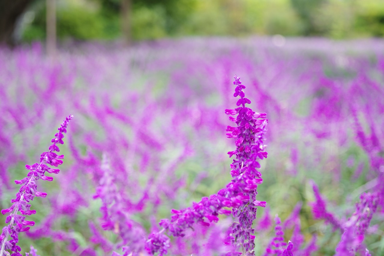 栃木県足利市のあしかがフラワーパークの花々
