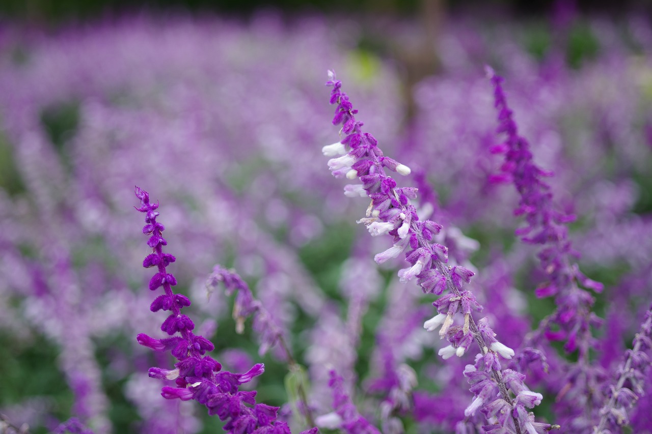 栃木県足利市のあしかがフラワーパークの花々
