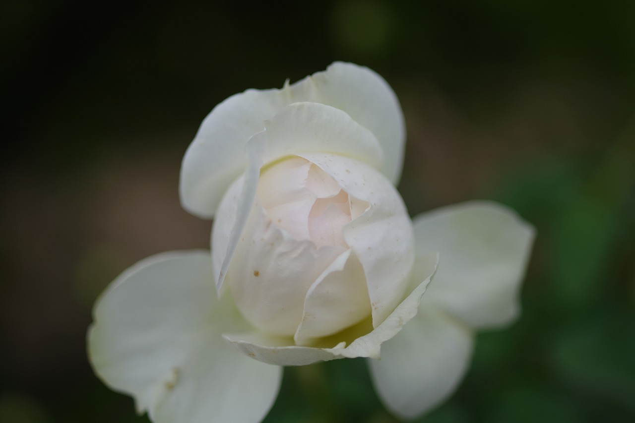 栃木県足利市のあしかがフラワーパークの花々
