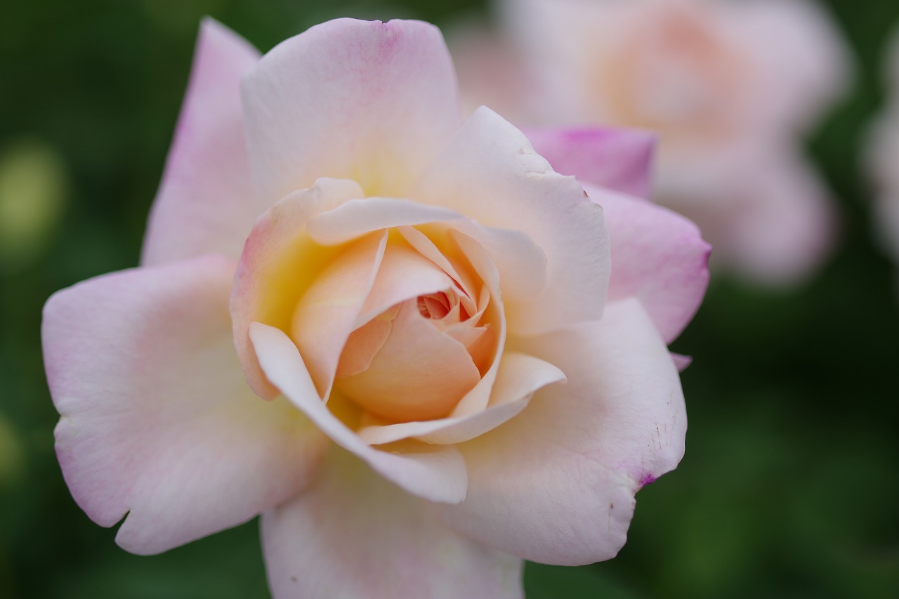 栃木県足利市のあしかがフラワーパークの花々
