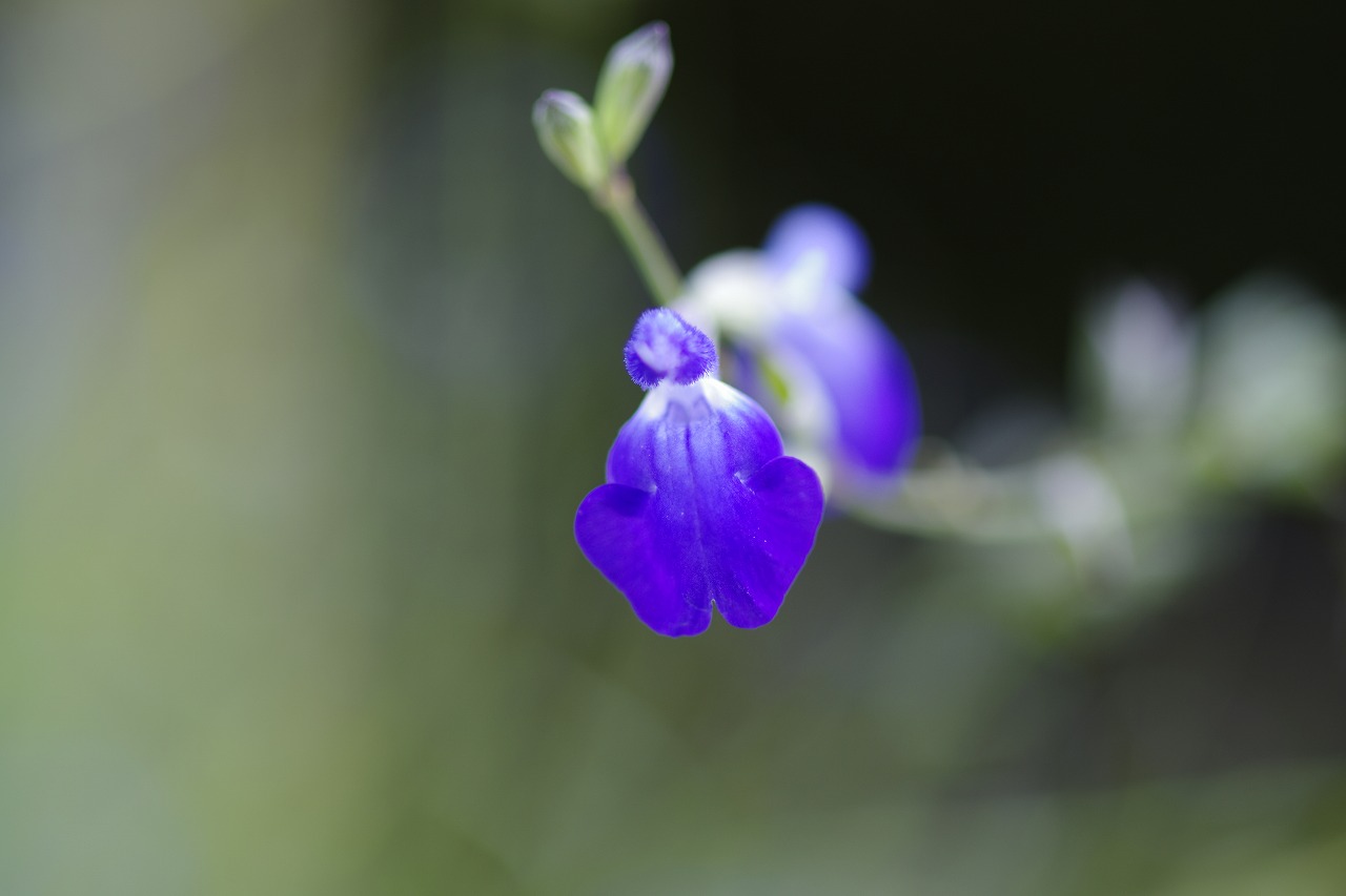栃木県足利市のあしかがフラワーパークの花々
