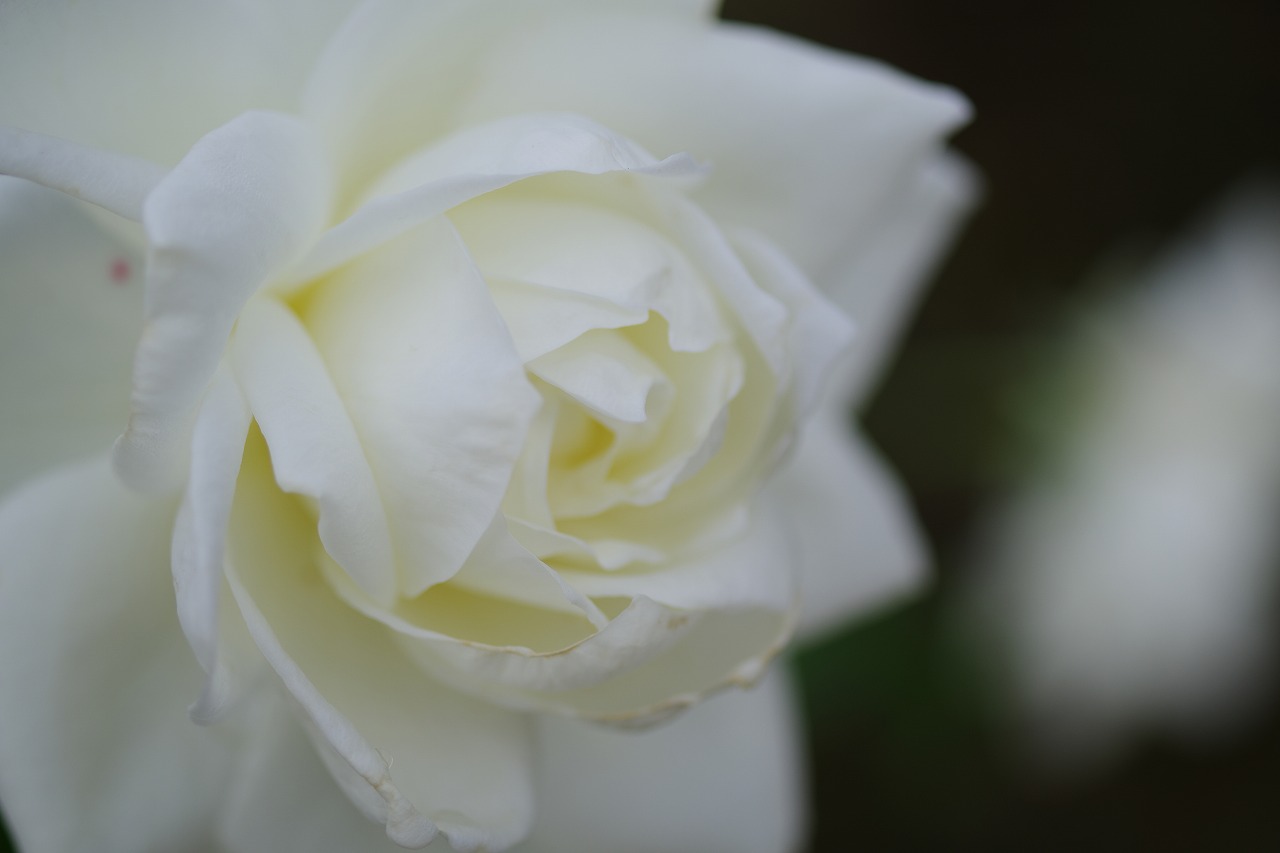 栃木県足利市のあしかがフラワーパークの花々
