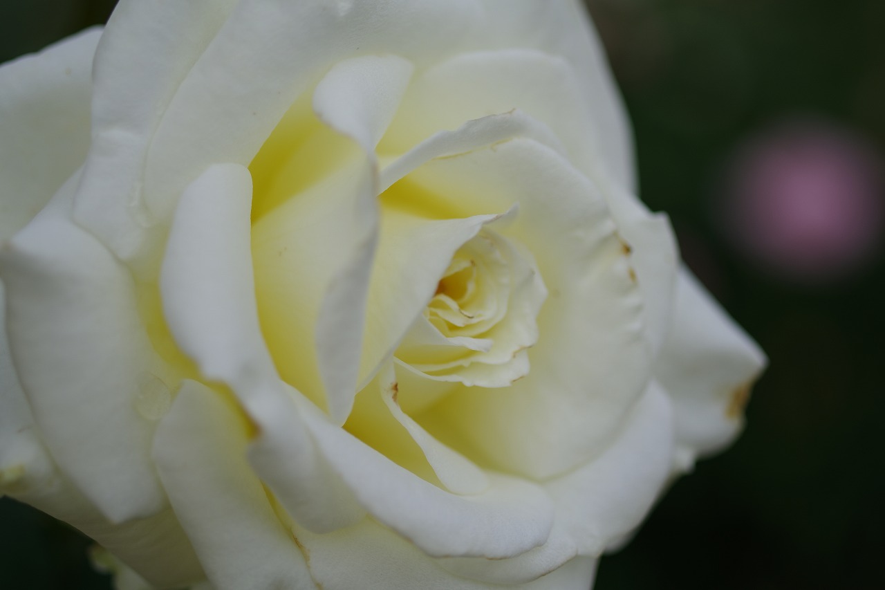 栃木県足利市のあしかがフラワーパークの花々
