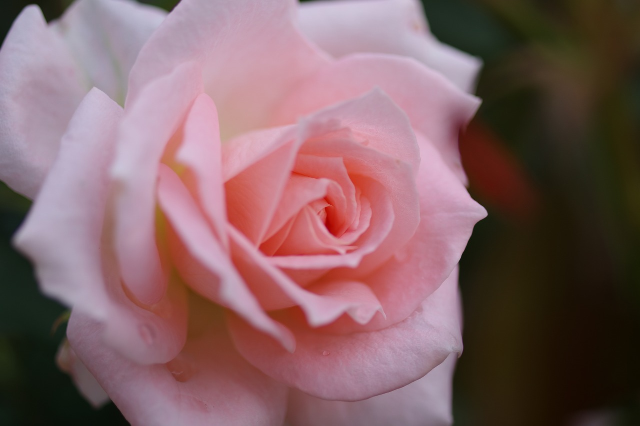 栃木県足利市のあしかがフラワーパークの花々
