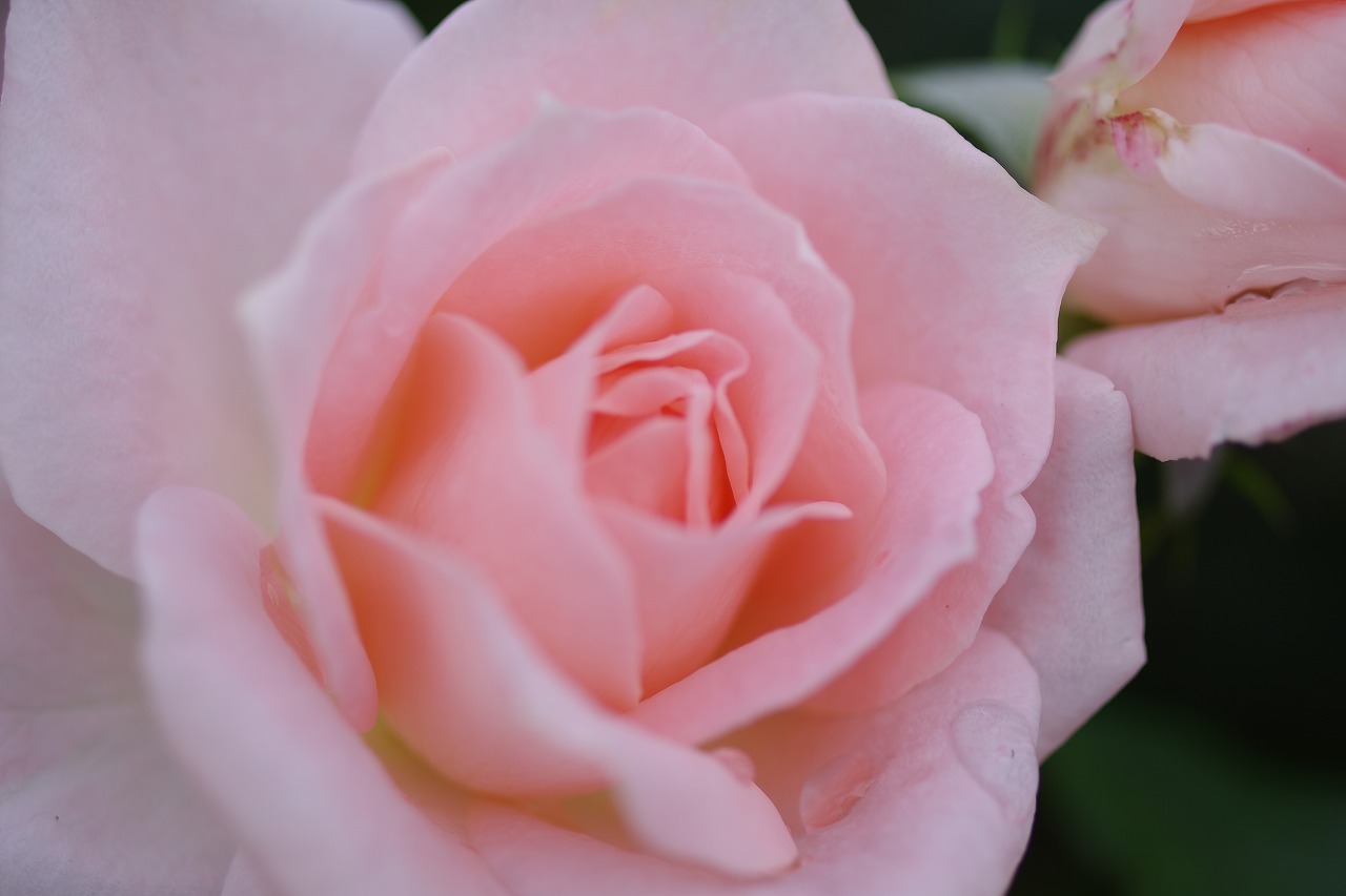 栃木県足利市のあしかがフラワーパークの花々
