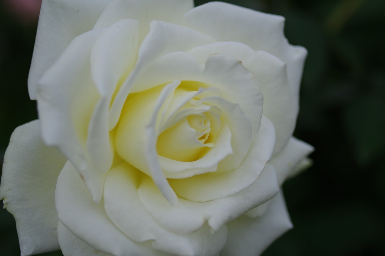 栃木県足利市のあしかがフラワーパークの花々
