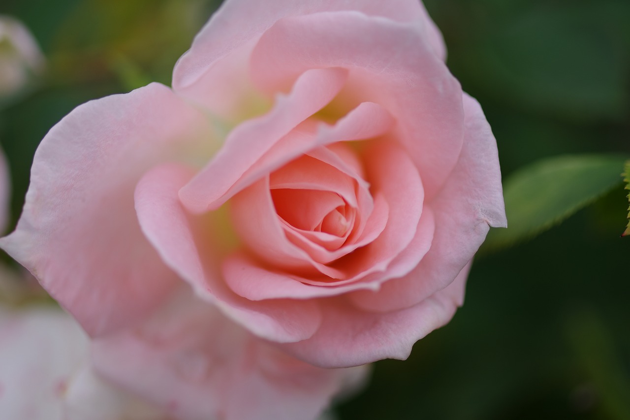 栃木県足利市のあしかがフラワーパークの花々
