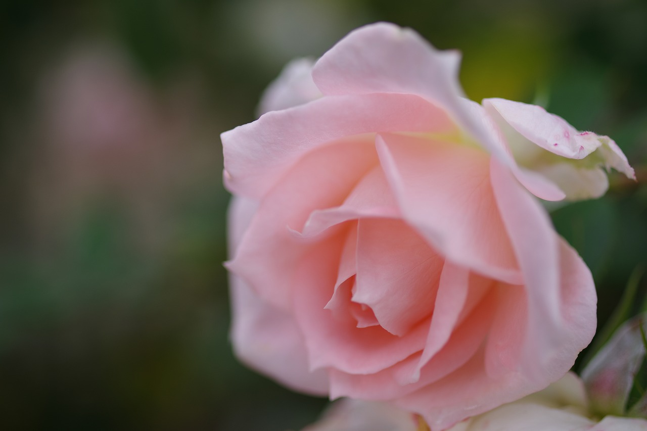栃木県足利市のあしかがフラワーパークの花々
