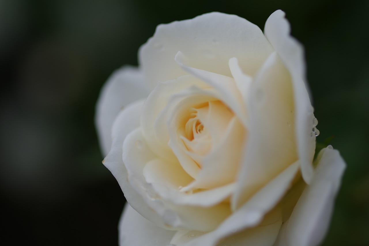 栃木県足利市のあしかがフラワーパークの花々
