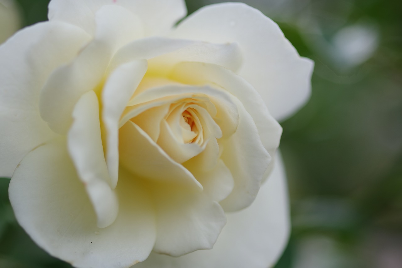 栃木県足利市のあしかがフラワーパークの花々
