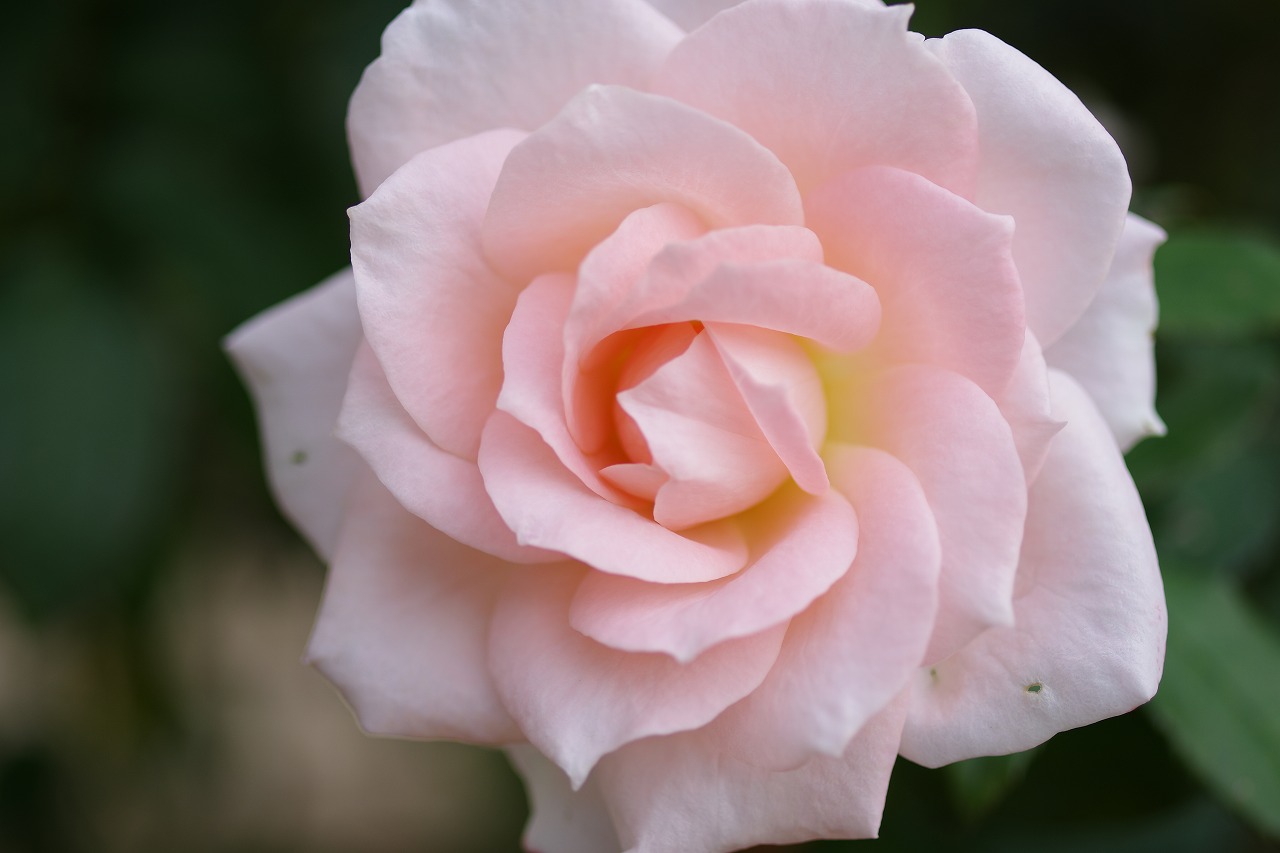 栃木県足利市のあしかがフラワーパークの花々
